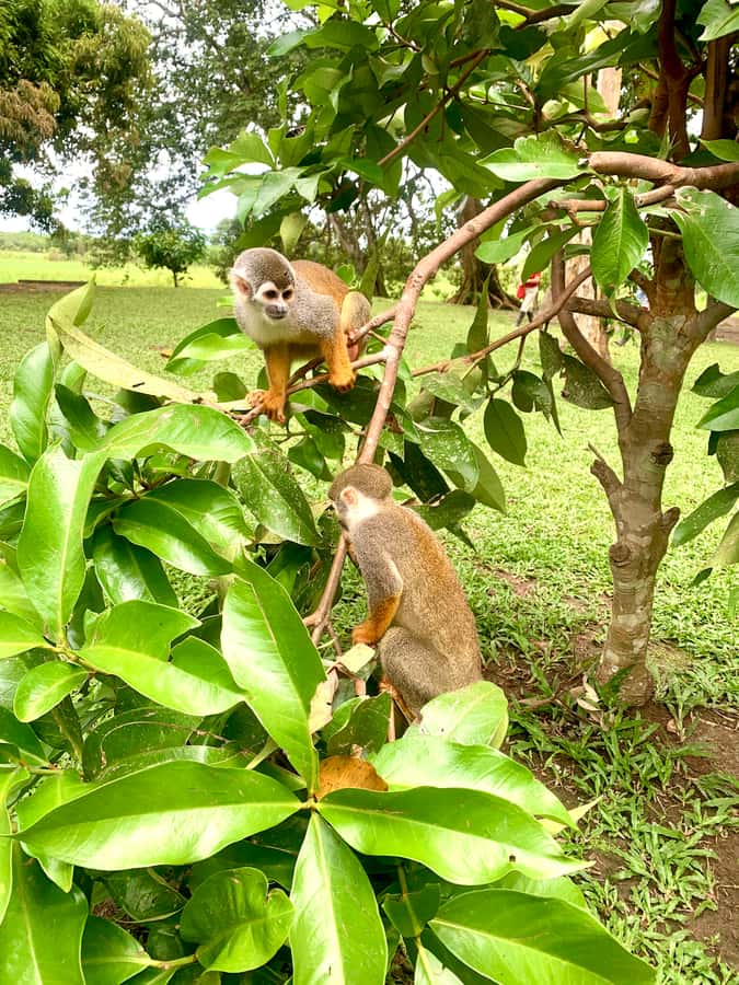 2-Day All Inclusive Guided Jungle Tour from Iquitos - Monkey Island, monkeys up close, and the reptile wow factor
