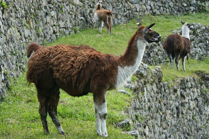 2 Day - Short Inca Trail to Machu Picchu - Group Service - Guide support that actually helps on the trail