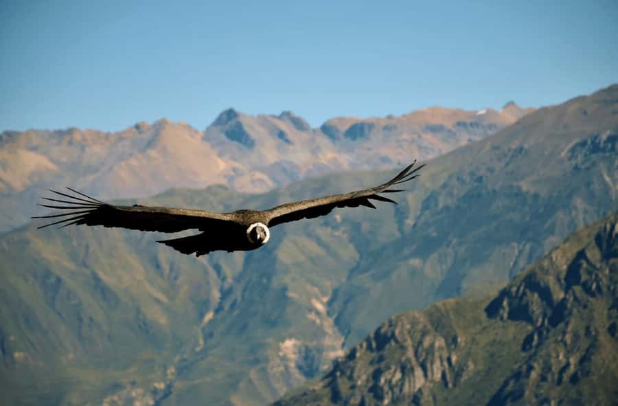 2-Day Tour Colca Canyon in Arequipa with end in Puno - Arequipa pickup to Chivay base, the altitude-friendly start