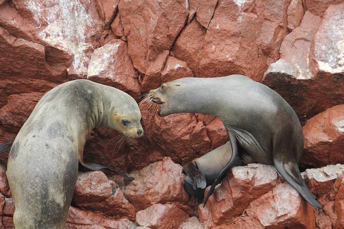 2-Hour Tour to the Ballestas Islands from Puerto San Martín - Candelabra stop on the Paracas peninsula: short, worth it