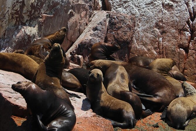 2-Hour Tour to the Ballestas Islands from Puerto San Martín - The wildlife sanctuary run: sea lions, birds, penguins
