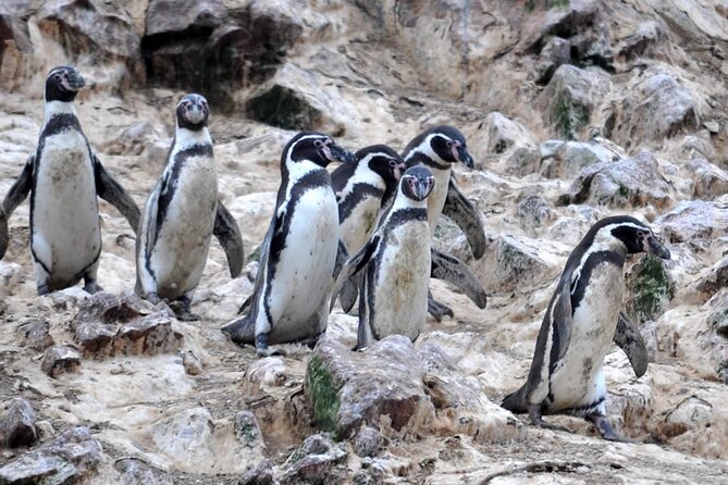 2-Hour Tour to the Ballestas Islands from Puerto San Martín - Best for: who this tour fits (and who should rethink)