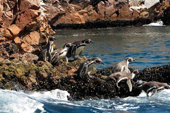 2-Hour Tour to the Ballestas Islands from Puerto San Martín - Getting to the 9:00 am pier: General San Martín to Paracas