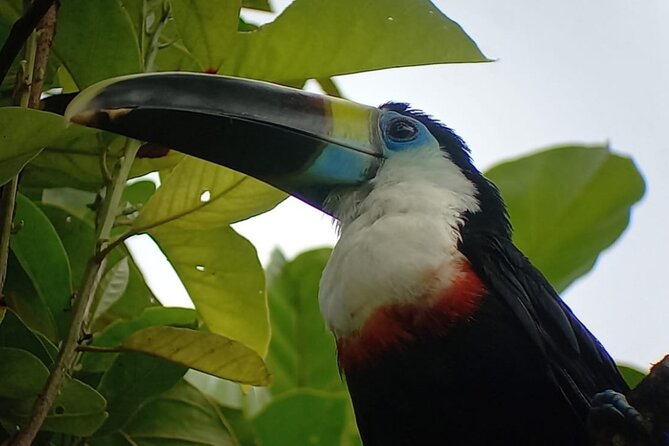 3-Day Eco-Sustainable Private Tour Manu National Park - Manu in 3 Days: The Jungle Hits You in Waves