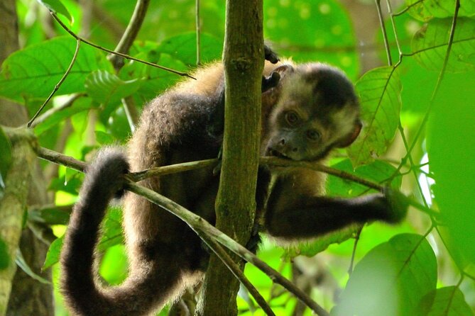 3-Day Eco-Sustainable Private Tour Manu National Park - Day 1 at Kosnipata Valley and Cloud Forest Acjanaco: Tombs, Birds, and First Monkeys