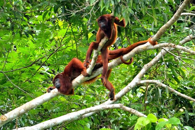 3-Day Eco-Sustainable Private Tour Manu National Park - Lodging and Meals in the Jungle: Comfortable Hostels, Real Jungle Timing