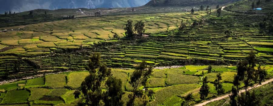 3-day trek to the Colca Canyon from Arequipa ending in Puno - Day 3: Sangalle back to Cabanaconde, then viewpoints, alpacas, birds, and Puno