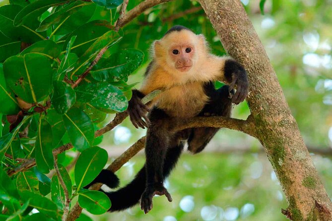 4 Day Tambopata Jungle Tour with Local Guide - Key points before you go