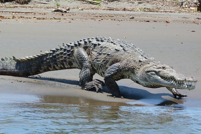 4 Day Tambopata Jungle Tour with Local Guide - Wildlife expectations, and one ethical note you should ask about