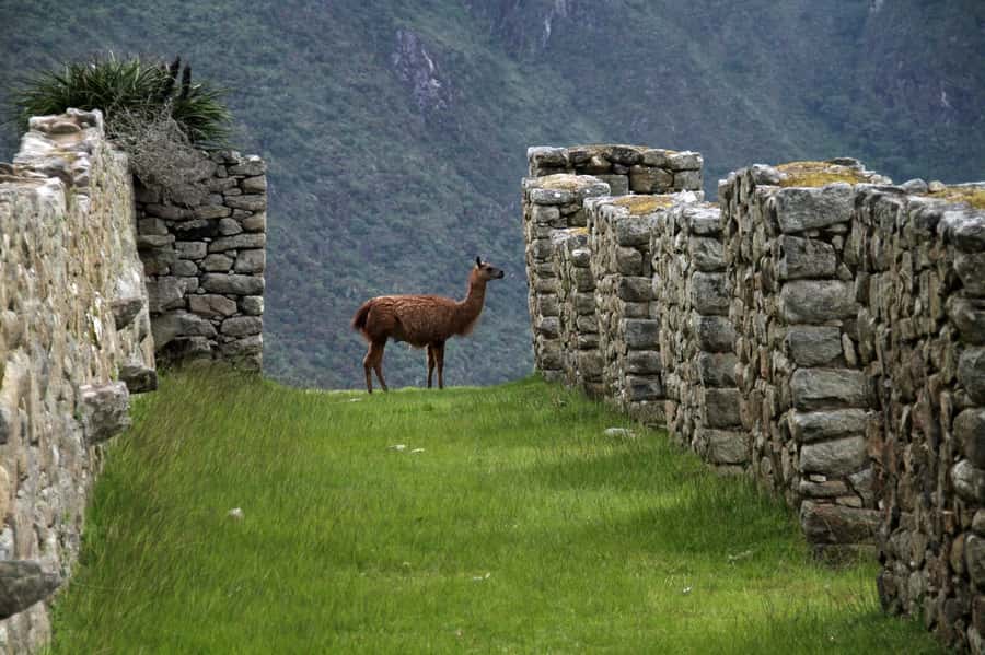 5-Day Classic Salkantay Trek to Machu Picchu return by Train - Day 2: Abra Salkantay (the high point) and the descent to Colpapampa