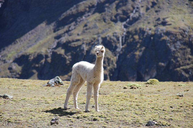 5 Day - Salkantay trek to Machu Picchu - Group Service - Day 3: La Playa warm jungle walking and optional hot springs
