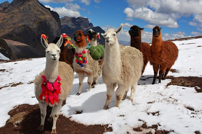 6-Day Tour of Cusco Magico-Machu Picchu-Rainbow Mountain - Rainbow Mountain Day: Vinicunca Hike from Phulawasipata