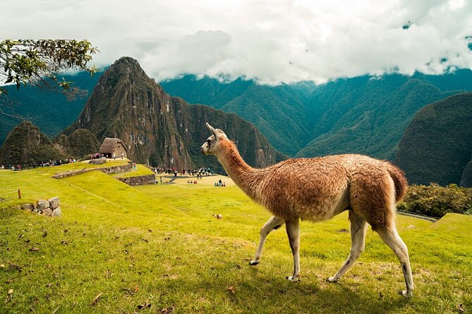 6-Day Tour of Cusco Magico-Machu Picchu-Rainbow Mountain - Machu Picchu Day: Bus Up, Guided Citadel Tour, and the Train Back Down