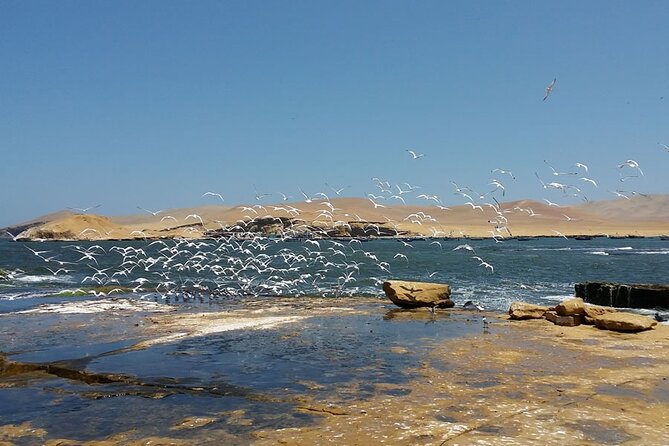7-Hours Tour in Paracas National Reserve with Pickup - Timing, crowd size, and what the flow feels like