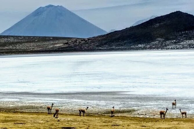 8-Hours Tour in Arequipa Laguna de Salinas with Pick-up - Salinas y Aguada Blanca National Reserve: birds and camelids, with limited time