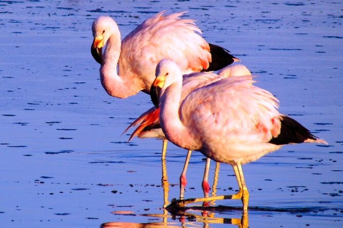 8-Hours Tour in Arequipa Laguna de Salinas with Pick-up - Thermal wells in the Arequipa region: a warm pause, if you pay the extra fee