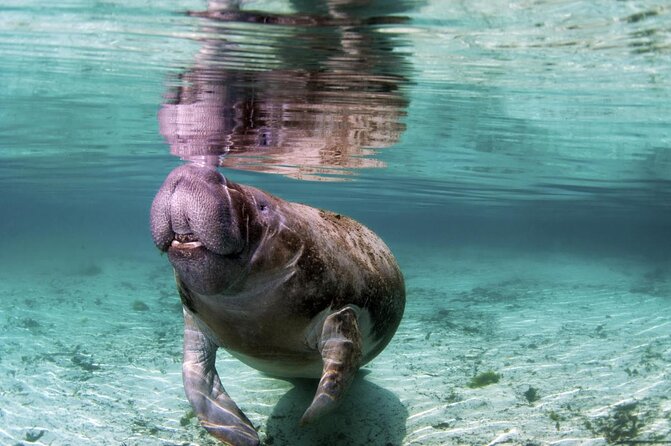 Amazon Rescue Center - Manatees Conservation Center Admission Ticket - Key points before you go