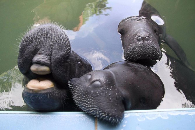 Amazon Rescue Center - Manatees Conservation Center Admission Ticket - Getting in: ticket timing and the private-group feel