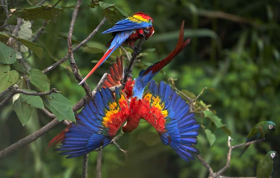 Amazonas Manu Cultural Zone 4 Days / 3 Nights - Key moments you’ll care about