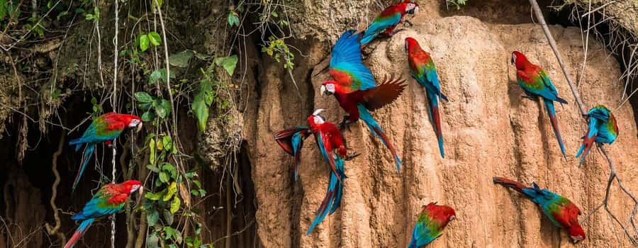 Amazonas Manu Cultural Zone 4 Days / 3 Nights - Cusco to the Cloud Forest: Ajanaco at 3,500m