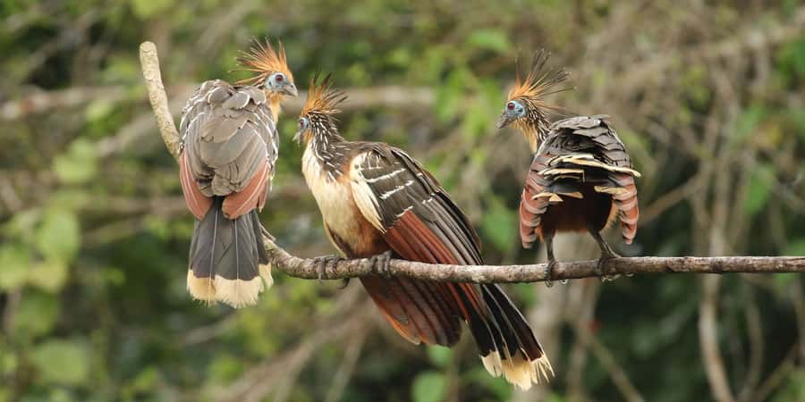 Amazonas Manu Cultural Zone 4 Days / 3 Nights - Atalaya Watchtower and Machuhuasi Lagoon Wildlife Time