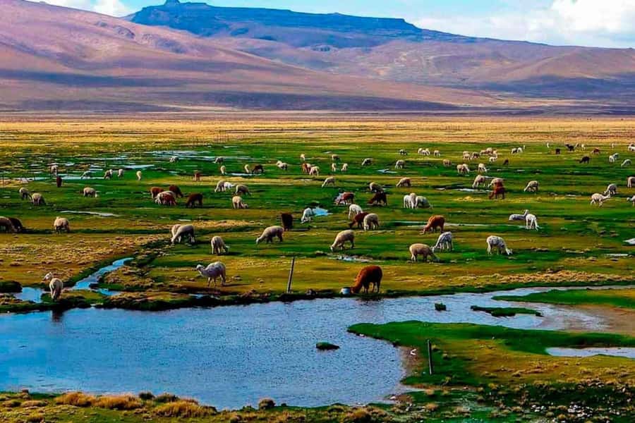 Arequipa: 1-Day Colca Canyon + Thermal Baths Tour - Breakfast in Chivay and the guide briefing