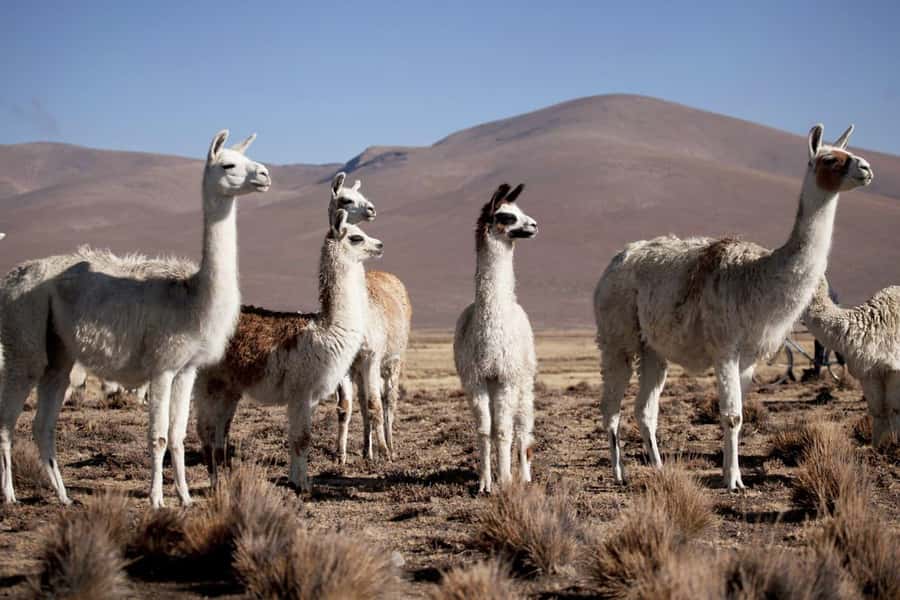 Arequipa: 2-Day Colca Canyon Classic Tour return to Arequipa - Price and logistics: the real value is in what is included