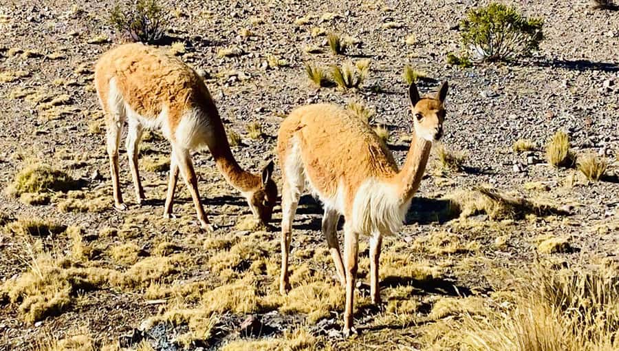 Arequipa: Catarata de Pillones and Bosque de Piedras Tour - Why Catarata de Pillones feels bigger than the name