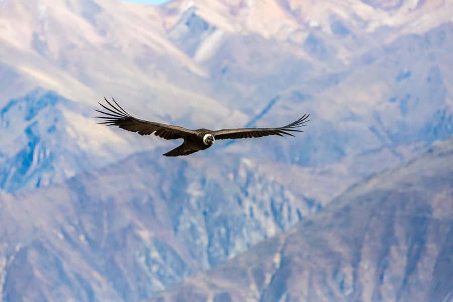 Arequipa : Colca Canyon 2-Day Adventure - Condor viewing at Cruz del Cóndor: 45 minutes to watch for the moment