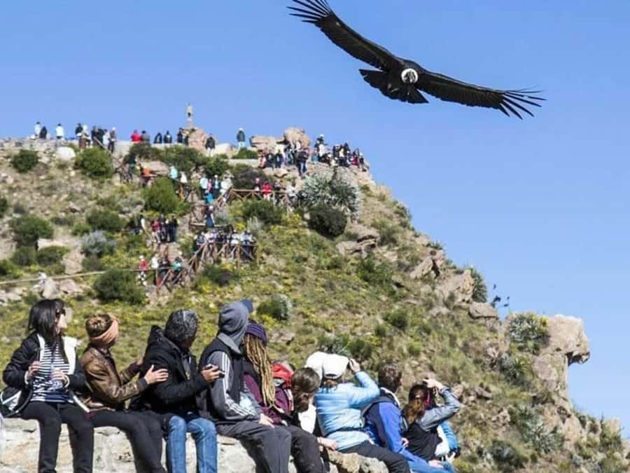 Arequipa: Colca Canyon Trekking 2 days and 1 night + food - Cruz del Condor mornings and the real scale of the canyon