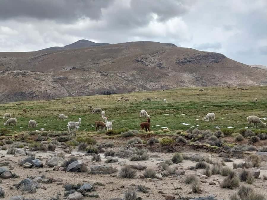 Arequipa: Full-Day Tour to Salinas Salt Lake - Lunch in Chiguata: what you might eat and why it fits the day