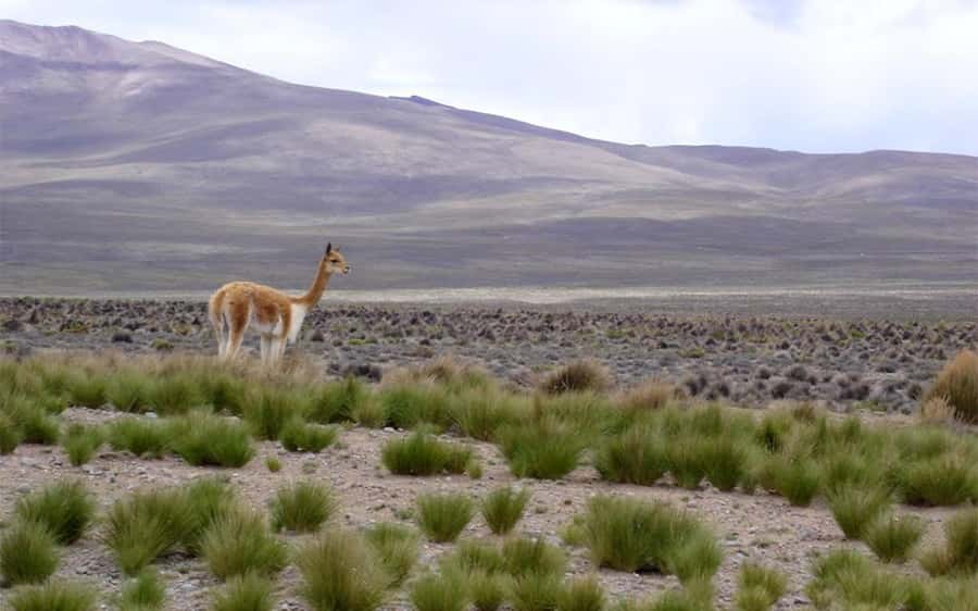 Arequipa: Fullday Colca Canyon + Lunch + Transfer to Puno - Timing Reality Check: A 16-Hour Day You’ll Want to Prepare For