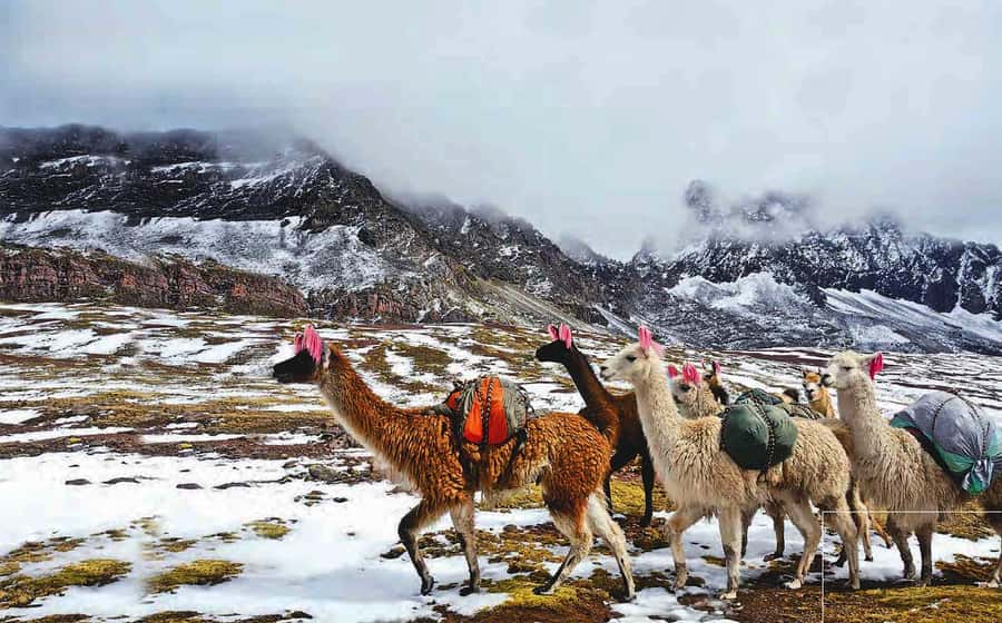 Arrive before the crowd to the Mountain in private service - Photo stops with a guide who actually plans the shots