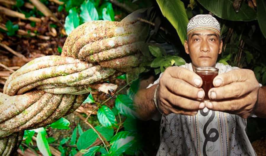 Ayahuasca Ceremony 1 Day in Cusco - What you can expect from Wachuma: subtle, conscious, and body-forward