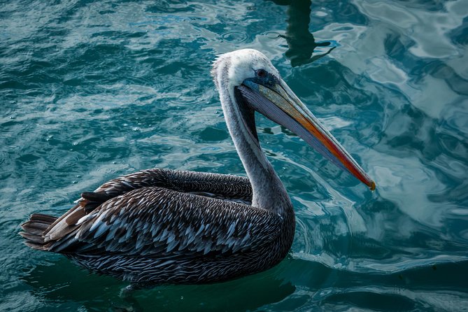 Ballestas island & Paracas reserve from PISCO CRUISESHIP TERMINAL - Paracas National Reserve: fossils, Supay viewpoint, and Red and Yumaque beaches