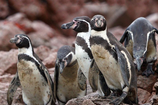 Ballestas island & Paracas reserve from PISCO CRUISESHIP TERMINAL - Price and value: what $100 covers, plus what to budget