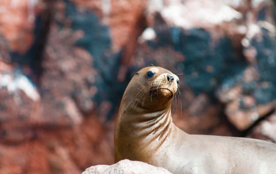 Ballestas Islands and Huacachina Oasis Half-Day Tour - Practical Tips Before You Go