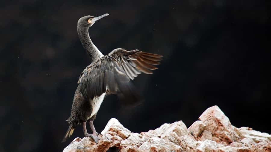 Ballestas Islands and Huacachina Oasis Half-Day Tour - Speedboat Morning From Paracas Harbor