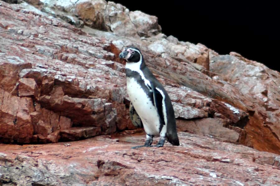 Ballestas Islands and Huacachina Oasis Half-Day Tour - El Candelabro on the Paracas Peninsula