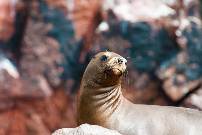 Ballestas Islands from San Martin Port CRUISESHIP TERMINAL - What to bring and how to set yourself up for the best wildlife viewing