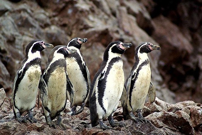 Ballestas Islands Group Tour from Paracas - The speedboat ride, natural caves, and how conditions change everything
