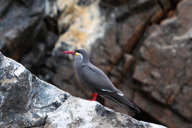 Ballestas Islands Group Tour from Paracas - Price and value: what $15 covers, and what costs extra
