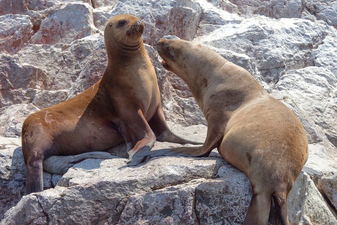 Ballestas Islands Group Tour from Paracas - What to pack: hats, sun, and bird-poop realism