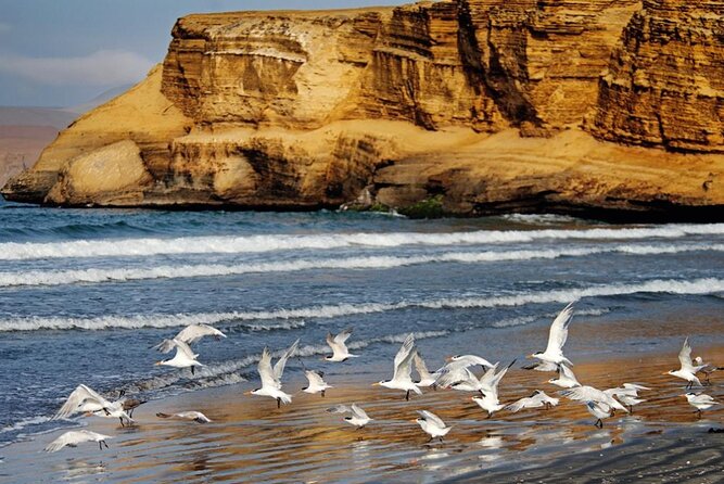 Ballestas Islands & National Reserve of Paracas from Ica - Timing that feels efficient, but not always effortless