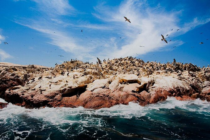 Ballestas Islands & National Reserve of Paracas from Ica - Price and value: what $39 really buys (and what to add)