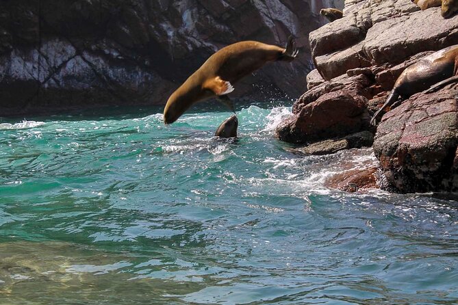 Ballestas Islands & National Reserve of Paracas from Ica - Should you book Ballestas and Paracas from Ica?
