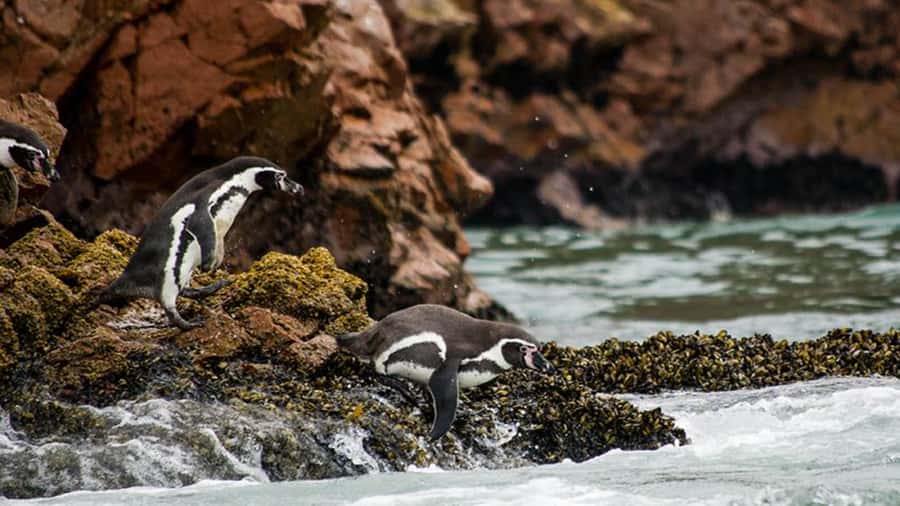Ballestas Islands & Paracas National Reserve from Paracas - Islas Ballestas and the Candelabro: wildlife first, explanations second