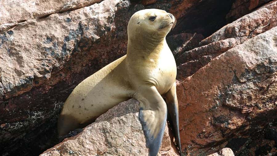 Ballestas Islands & Paracas National Reserve from Paracas - Paracas National Reserve, your guided stops in the right order