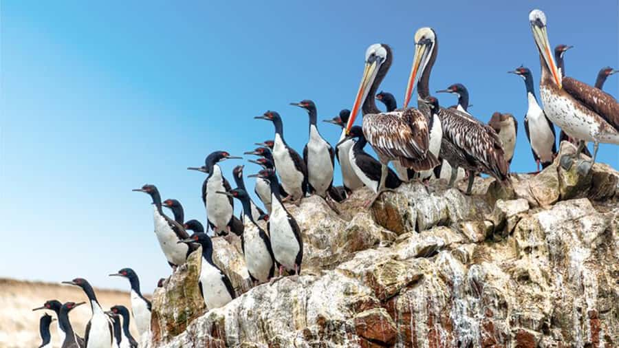 Ballestas Islands & Paracas National Reserve from Paracas - Price and value: what $34 covers, and what you pay separately