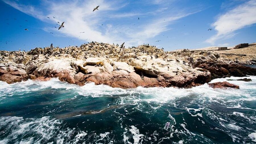 Ballestas Islands & Paracas National Reserve from Paracas - Comfort and packing: ocean air, sun, wind, and motion
